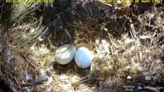2023-03-12 22_47_25-Wildlife Rescue of Dade County Eagle Nest Top Cam - YouTube – Slimjet.jpg