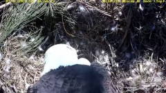 2023-03-12 22_48_23-Wildlife Rescue of Dade County Eagle Nest Top Cam - YouTube – Slimjet.jpg