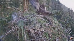 2023-03-13 21_32_54-(1) Cuibul Acvilei de munte nr. 2 - The nest of the Golden Eagle 2 (Aquila chrys.jpg