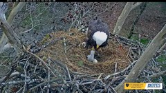 2023-03-13 22_22_26-Bluff City Cam 2_ ETSU Eagle Cameras - YouTube – Maxthon.jpg