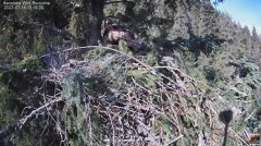 2023-03-14 14_14_04-Cuibul Acvilei de munte nr. 2 - The nest of the Golden Eagle 2 (Aquila chrysaeto.jpg