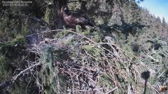 2023-03-14 14_14_56-Cuibul Acvilei de munte nr. 2 - The nest of the Golden Eagle 2 (Aquila chrysaeto.jpg