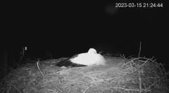 2023-03-15 21_39_16-(1) Камера предава на живо от гнездо на щъркели в село Драгушиново_Camera from a.jpg