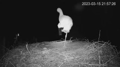 2023-03-15 21_38_51-(1) Камера предава на живо от гнездо на щъркели в село Драгушиново_Camera from a.jpg