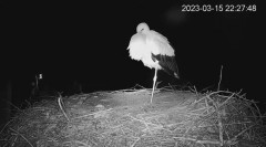 2023-03-15 21_39_04-(1) Камера предава на живо от гнездо на щъркели в село Драгушиново_Camera from a.jpg