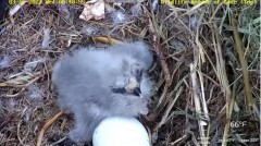 2023-03-15 22_28_51-Wildlife Rescue of Dade County Eagle Nest Top Cam - YouTube – Cent Browser.jpg