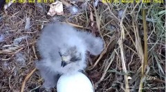 2023-03-15 22_29_15-Wildlife Rescue of Dade County Eagle Nest Top Cam - YouTube – Cent Browser.jpg