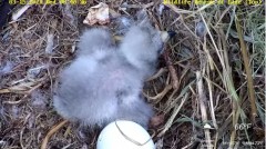 2023-03-15 22_29_46-Wildlife Rescue of Dade County Eagle Nest Top Cam - YouTube – Cent Browser.jpg