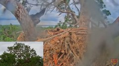 2023-03-18 22_18_23-Central Florida Bald Eagle Cam - New Cameras #eaglets #fledgling #eagle #livestr.jpg