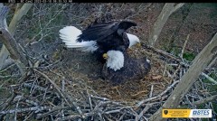 2023-03-18 22_46_08-Bluff City Cam 2_ ETSU Eagle Cameras - YouTube – Maxthon.jpg