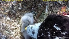 2023-03-18 23_22_32-Wildlife Rescue of Dade County Eagle Nest Top Cam - YouTube – Maxthon.jpg