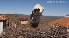 2023-03-19 11_59_08-Камера предава на живо от гнездо на щъркели в село Драгушиново_Camera from a sto.jpg