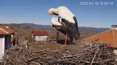 2023-03-19 11_59_21-Камера предава на живо от гнездо на щъркели в село Драгушиново_Camera from a sto.jpg