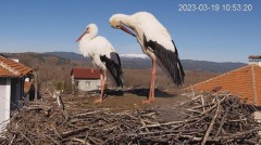 2023-03-19 11_59_28-Камера предава на живо от гнездо на щъркели в село Драгушиново_Camera from a sto.jpg
