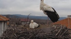 2023-03-21 15_13_26-Камера предава на живо от гнездо на щъркели в село Драгушиново_Camera from a sto.jpg