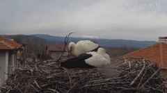 2023-03-21 15_13_45-Камера предава на живо от гнездо на щъркели в село Драгушиново_Camera from a sto.jpg