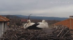 2023-03-21 15_13_51-Камера предава на живо от гнездо на щъркели в село Драгушиново_Camera from a sto.jpg