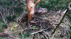 2023-03-21 22_20_03-Bielik Online Bory Tucholskie _ White-tailed Eagle Online Tucholskie Forest - Yo.jpg