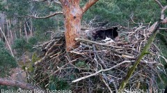 2023-03-21 22_21_13-Bielik Online Bory Tucholskie _ White-tailed Eagle Online Tucholskie Forest - Yo.jpg