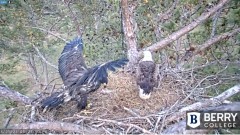 2023-03-21 22_33_11-Berry College Eagle Cams - 2023 – Maxthon.jpg