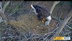 2023-03-21 22_41_53-Bluff City Cam 2_ ETSU Eagle Cameras - YouTube – Maxthon.jpg