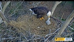 2023-03-21 22_42_44-Bluff City Cam 2_ ETSU Eagle Cameras - YouTube – Maxthon.jpg