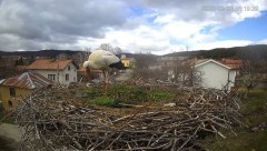 2023-03-22 20_12_18-Камера предава на живо от гнездо на щъркели в село Ярлово_ Camera from a stork's.jpg