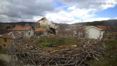 2023-03-22 20_12_29-Камера предава на живо от гнездо на щъркели в село Ярлово_ Camera from a stork's.jpg