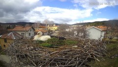 2023-03-22 20_12_35-Камера предава на живо от гнездо на щъркели в село Ярлово_ Camera from a stork's.jpg