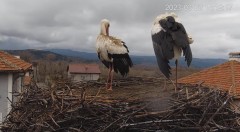 2023-03-22 20_14_44-Камера предава на живо от гнездо на щъркели в село Драгушиново_Camera from a sto.jpg