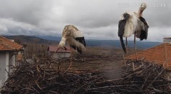 2023-03-22 20_15_22-Камера предава на живо от гнездо на щъркели в село Драгушиново_Camera from a sto.jpg