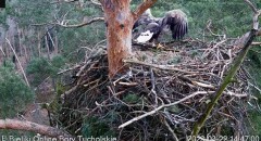 2023-03-22 21_14_42-(1) Bielik Online Bory Tucholskie _ White-tailed Eagle Online Tucholskie Forest .jpg