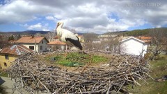 2023-03-23 21_59_06-(1) Камера предава на живо от гнездо на щъркели в село Ярлово_ Camera from a sto.jpg