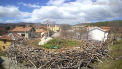 2023-03-23 21_59_19-(1) Камера предава на живо от гнездо на щъркели в село Ярлово_ Camera from a sto.jpg
