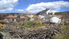 2023-03-23 22_00_24-(1) Камера предава на живо от гнездо на щъркели в село Ярлово_ Camera from a sto.jpg