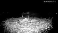 2023-03-23 22_00_44-(1) Камера предава на живо от гнездо на щъркели в село Ярлово_ Camera from a sto.jpg