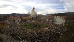2023-03-24 19_33_42-Камера предава на живо от гнездо на щъркели в село Ярлово_ Camera from a stork's.jpg