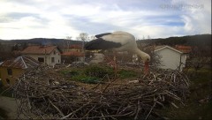 2023-03-24 19_33_53-Камера предава на живо от гнездо на щъркели в село Ярлово_ Camera from a stork's.jpg