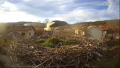 2023-03-24 19_34_01-Камера предава на живо от гнездо на щъркели в село Ярлово_ Camera from a stork's.jpg