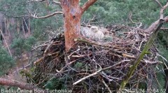 2023-03-24 20_14_46-Bielik Online Bory Tucholskie _ White-tailed Eagle Online Tucholskie Forest - Yo.jpg