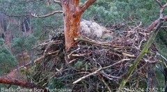 2023-03-24 20_15_14-Bielik Online Bory Tucholskie _ White-tailed Eagle Online Tucholskie Forest - Yo.jpg