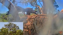 2023-03-24 20_56_06-Central Florida Bald Eagle Cam - New Cameras #eaglets #fledgling #eagle #livestr.jpg