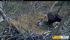 2023-03-24 20_59_42-Bluff City Cam 2_ ETSU Eagle Cameras - YouTube – Maxthon.jpg