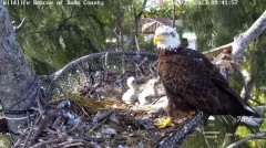 2023-03-24 21_49_09-Wildlife Rescue of Dade County Eagle Nest Cam - YouTube – Maxthon.jpg