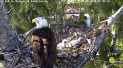 2023-03-24 21_48_52-Wildlife Rescue of Dade County Eagle Nest Cam - YouTube – Maxthon.jpg