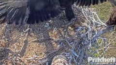 2023-03-24 22_00_15-Southwest Florida Eagle Cam - Cam 1 - YouTube – Maxthon.jpg