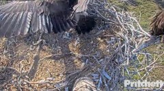 2023-03-24 22_00_13-Southwest Florida Eagle Cam - Cam 1 - YouTube – Maxthon.jpg