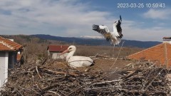 2023-03-25 19_59_47-Камера предава на живо от гнездо на щъркели в село Драгушиново_Camera from a sto.jpg