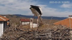 2023-03-25 19_59_57-Камера предава на живо от гнездо на щъркели в село Драгушиново_Camera from a sto.jpg