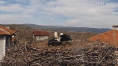 2023-03-25 20_00_17-Камера предава на живо от гнездо на щъркели в село Драгушиново_Camera from a sto.jpg